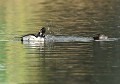 Lorsque la femelle du Garrot à œil d'or est prête à s'accoupler, elle étend son cou et son bec à la surface de l'eau et le mâle fait alors mine de se toiletter quelques secondes avant l'acte sexuel  (Bucephala clangula, Saxe, Allemagne) Parade d'accouplement du Garrot à œil d'or, Saxe, Allemagne 
