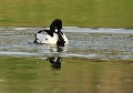 Accouplement de Garrots à œil d'or (Bucephala clangula, Saxe, Allemagne) Accouplement de Garrots à œil d'or,  Saxe, Allemagne. 
