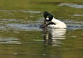Pendant et un peu après l'accouplement, le Garrot à œil d'or mâle maintient la femelle par les plumes du sommet du crane (Bucephala clangula, Saxe, Allemagne). Accouplement de Garrots à œil d'or, Saxe, Allemagne. 