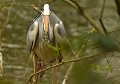 Héron cendré à l'affût (Ardea cinerea, Saxe, Allemagne). Héron cendré à l'affût, Saxe, Allemagne. 