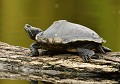 Tortue de Floride retournée à l'état sauvage dans un étang. Elle peut vivre jusqu'à 50 ans (Trachemys scripta, Saxe, Allemagne) Tortue de Floride férale, Saxe, Allemagne 