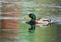 Canard colvert mâle (Saxe, Allemagne). Canard colvert mâle, Saxe, Allemagne. 