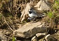 Accouplement de Bergeronnettes grises (Motacilla alba, Saxe, Allemagne) Accouplement de Bergeronnettes grises, Saxe, Allemagne. 