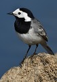 Bergeronnette grise (Motacilla alba, Saxe, Allemagne) Bergeronnette grise, saxe, allemagne. 