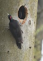 Pic noir mâle, occupé à creuser son nid. En cours d'achèvement, la femelle vient inspecter les travaux (Dryocopus martius, Saxe, Allemagne) Couple de pics noirs, Saxe, Allemagne. 