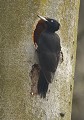 Pic noir femelle. Elle se reconnaît à l'extrémité de sa crête rouge. Le mâle quant à lui à une crête complètement rouge  (Dryocopus martius, Saxe, Allemagne) Pic noir femelle, Saxe, Allemagne. 