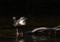 Cincle plongeur femelle (Cinclus cinclus, Saxe, Allemagne) Cincle plongeur femelle , Cinclus cinclus, Saxe, Allemagne. 