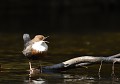 Cincle plongeur femelle poussant des cries envers un mâle (Cinclus cinclus, Saxe, Allemagne) Cincle plongeur femelle poussant des cries envers un mâle,  Saxe, Allemagne 