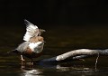 Cincle plongeur femelle quémandant de la nourriture lors de la parade nuptiale (Cinclus cinclus, Saxe, Allemagne) Cincle plongeur femelle en parade nuptiale, Saxe, Allemagne. 