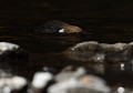 Cincle plongeur mâle occupé à pêcher (Cinclus cinclus, Saxe, Allemagne) Cincle plongeur mâle occupé à pêcher, Saxe, Allemagne. 