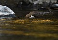 Cincle plongeur mâle occupé à pêcher (Cinclus cinclus, Saxe, Allemagne) Cincle plongeur mâle occupé à pêcher, Saxe, Allemagne. 