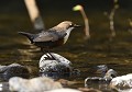 Cincle plongeur mâle , les paupières fermées (Cinclus cinclus, Saxe, Allemagne) Cincle plongeur mâle les paupières fermées, Saxe, Allemagne. 