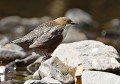 Cincle plongeur mâle , se reconnaît à une taille légèrement plus grande comparativement à la femelle (Cinclus cinclus, Saxe, Allemagne) Cincle plongeur mâle,  Saxe, Allemagne. 
