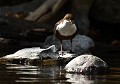 Cincle plongeur et ses proies (Cinclus cinclus, Saxe, Allemagne) Cincle plongeur et ses proies, Saxe, Allemagne. 