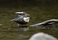 Séance d'étirements pour ce Cincle plongeur mâle (Cinclus cinclus, Saxe, Allemagne) Cincle plongeur, Saxe, Allemagne. 