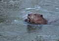 Castor d'Europe. Se déplace le plus souvent de nuit et possède un excellent odorat, d'une très bonne ouïe et des vibrisses (moustaches et poils tactiles). Dans la nature son espérance de vie n'excède pas 7 à 8 ans (Castor fiber, Saxe, Allemagne). Castor d'Europe en surface, Saxe, Allemagne. 