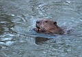 Castor européen libre et sauvage (Saxe, Allemagne). Concernant la protection animalière en Europe, l'Allemagne est derrière le Royaume -uni et la Suisse, mais bien plus avancée que la France. Castor européen, protection animalière en Europe, Saxe, Allemagne. 