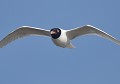 Mouette mélanocéphale (Ichthyaetus melanocephalus) Mouette mélanocéphale en vol 