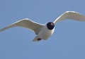 Mouette mélanocéphale (Ichthyaetus melanocephalus) Mouette mélanocéphale en vol 