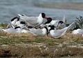 Prise de becs entre Mouettes mélanocéphales (Ichthyaetus melanocephalus) Prise de becs entre Mouettes mélanocéphales 