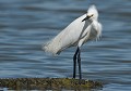 Aigrette garzette au plumage nuptial (Egretta garzetta) Aigrette garzette au plumage nuptial 