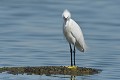 Aigrette garzette au plumage nuptial (Egretta garzetta) Aigrette garzette au plumage nuptial 