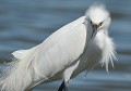 Aigrette garzette au plumage nuptial (Egretta garzetta) Aigrette garzette au plumage nuptial 