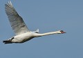 mâle (Cygnus olor) Cygne tuberculé en vol 