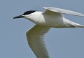 Sterne caugek (Thalasseus sandvicensis) Sterne caugek 