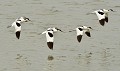 Avocettes élégantes (Recurvirostra avosetta) Petit groupe d'Avocettes élégantes en vol 