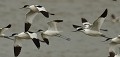 Petit groupe d'Avocettes élégantes (Recurvirostra avosetta) Avocettes élégantes en vol 