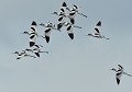 Petit groupe d'Avocettes élégantes (Recurvirostra avosetta) Petit groupe d'Avocettes élégantes en vol 