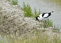Avocette élégante sur son nid (Recurvirostra avosetta) Avocette élégante sur son nid 