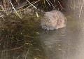 Le Campagnol amphibie se nourrit de plantes sur les berges ou dans l’eau et ne vont jamais se nourrir dans les champs  (Arvicola sapidus). C'est une espèce protégée en forte diminution. Campagnol amphibie se nourrissant 