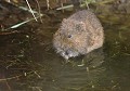 Le Campagnol amphibie se nourrit de plantes sur les berges ou dans l’eau et ne vont jamais se nourrir dans les champs  (Arvicola sapidus). C'est une espèce protégée en forte diminution. Campagnol amphibie en vendée 