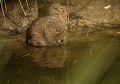 Le Campagnol amphibie se nourrit de plantes sur les berges ou dans l’eau et ne vont jamais se nourrir dans les champs  (Arvicola sapidus). C'est une espèce protégée en forte diminution. Campagnol amphibie 