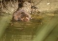Le Campagnol amphibie se nourrit de jeunes pousses de plantes sur les berges ou dans l’eau et ne vont jamais se nourrir dans les champs  (Arvicola sapidus). C'est une espèce protégée en forte diminution. Campagnol amphibie la tête sous l'eau 
