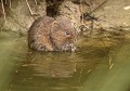 Le ampagnol amphibie se nourrit de plantes sur les berges ou dans l’eau et ne vont jamais se nourrir dans les champs  (Arvicola sapidus). C'est une espèce protégée en forte diminution. Campagnol amphibie 