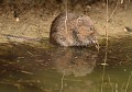 Le Campagnol amphibie se nourrit de plantes sur les berges ou dans l’eau et ne vont jamais se nourrir dans les champs  (Arvicola sapidus). Sa queue et ses griffes sont plus longues que celles des autres campagnols. C'est une espèce protégée en forte diminution.  