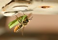 Les abeilles coupeuses de feuilles (mégachile centuncularis) utilisent des morceaux de feuilles comme matériau pour combler entièrement leur couvain. Les larves sont complètement enveloppées de feuilles. L’entrée du nid, en l’occurrence un trou de petit diamètre dans un meuble de jardin métallique, sera également fermé par un bouchon de feuilles (Côtes d'Armor). abeille coupeuse de feuilles 