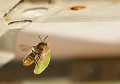 Les abeilles coupeuses de feuilles (mégachile centuncularis) utilisent des morceaux de feuilles comme matériau pour combler entièrement leur couvain. Les larves sont complètement enveloppées de feuilles. L’entrée du nid, en l’occurrence un trou de petit diamètre dans un meuble de jardin métallique, sera également fermé par un bouchon de feuilles (Côtes d'Armor). Abeille coupeuse de feuilles 