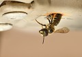 Abeilles coupeuse de feuilles femelle  (mégachile centuncularis) sortant de sa galerie. Abeille coupeuse de feuilles 