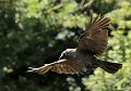 Choucas des tours (Corvus monedula, Côtes d'Armor) Choucas des tours dans les Côtes d'Armor 