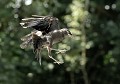 Choucas des tours juvénile  (Corvus monedula, Côtes d'Armor) Choucas des tours juvénile 