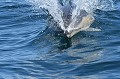 Dauphin commun à bec court (Delphinus delphis, Bretagne, France). Dauphin commun à bec court en surface 