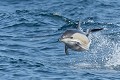 Dauphin commun à bec court (Delphinus delphis, Bretagne, France). Bon hors de l'eau du Dauphin commun à bec court 