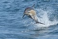 Dauphin commun à bec court (Delphinus delphis, Bretagne, France). Bon hors de l'eau du dauphin commun à bec court, Bretagne, morbihan 