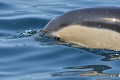 Dauphin commun à bec court (Delphinus delphis, Bretagne, France). Dauphin commun à bec court en Bretagne 
