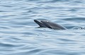Dauphin commun à bec court (Delphinus delphis, Bretagne, France). Dauphin commun à bec court 