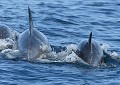 Grands dauphins ((Tursiops truncatus, Bretagne). Grands Dauphins en Bretagne
 